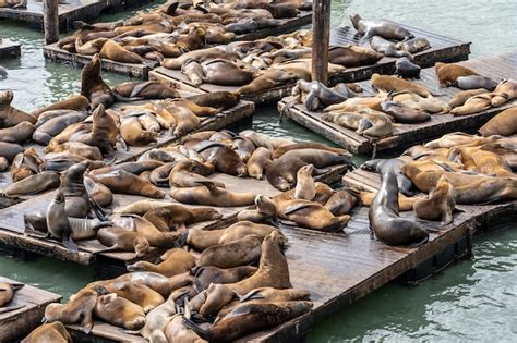 Premium Photo | Pier 39 in san francisco with sea lions