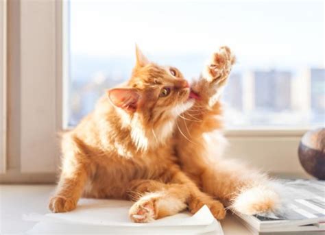 Cat Overgrooming: Why Is My Cat Licking Itself So Much? | PetMD