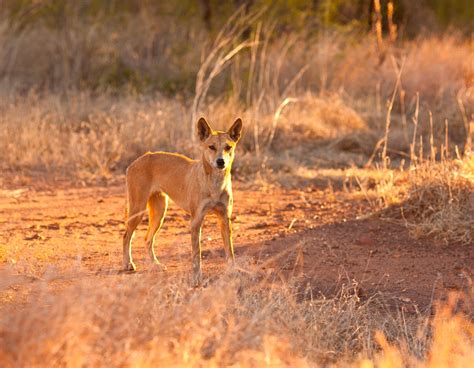 Inside Australia's War on Invasive Species | Scientific American