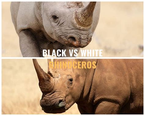 Black Rhino vs White Rhino - The Story and Charms of the African Rhino