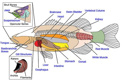 The Anatomy of Fish