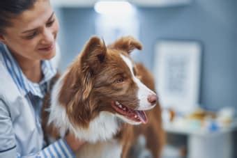 Thyroid Hormone Testing in Dogs | Astoria Vets