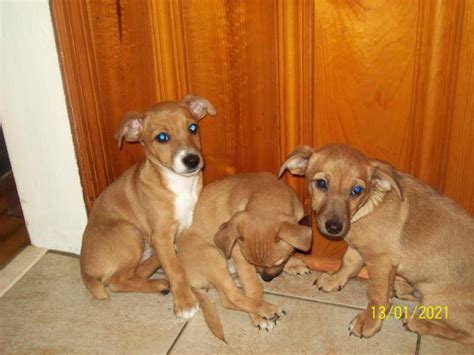 Rehoming 3 Jack Chi puppies Rome - Puppies for Sale Near Me