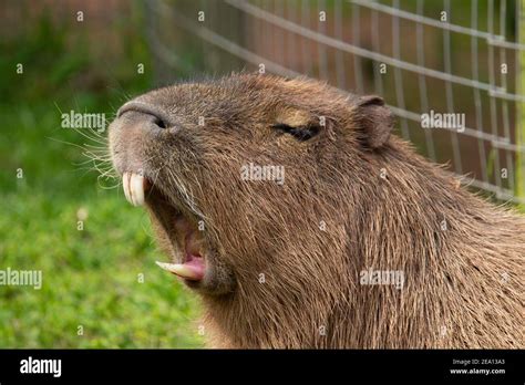 Capybara (Hydrochoerus hydrochaeris) head and shoulders of a Capybara ...