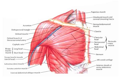 Chest Anatomy Muscle - Cheat Dumper