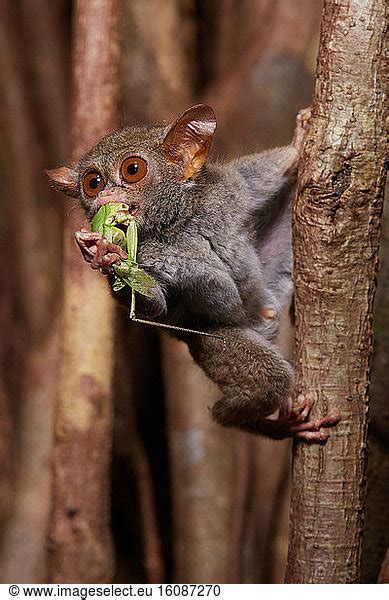 Spectral Tarsier (Tarsius tarsier) eating a grasshopper on Fig tree ...