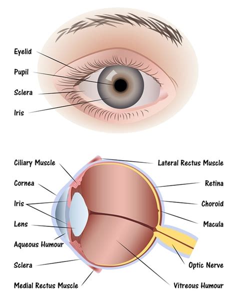 Parts Of The Eye Diagram For Kids