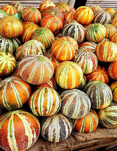 Free Images : food, produce, vegetable, autumn, pumpkin, calabaza ...