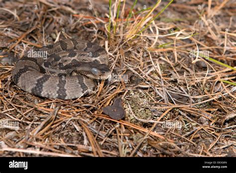 Baby Timber Rattlesnake Identification