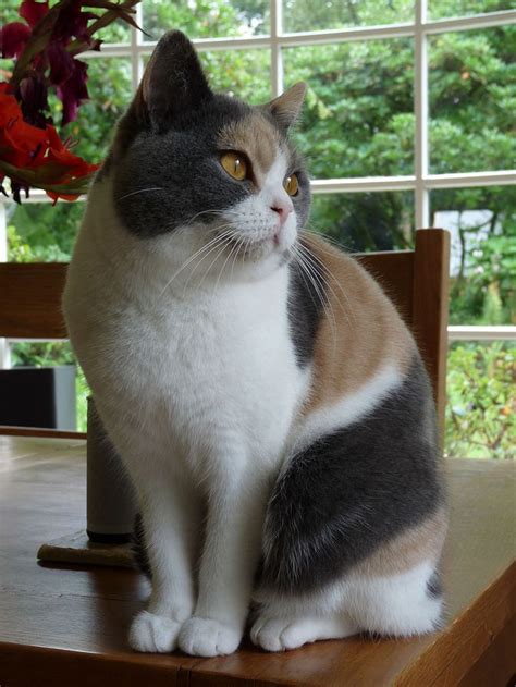 Dilute calico British Shorthair - British Shorthair - Wikipedia, the ...