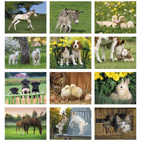 2025 Baby Farm Animals (Spiral) Calendar | 11" X 19" Imprinted Spiral ...