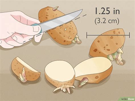 How to Plant Potatoes from Seed: 2 Easy Ways