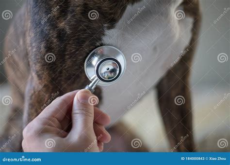 Dog health care stock image. Image of dogs, portrait - 184000843