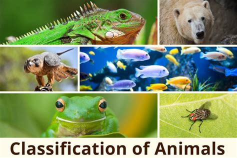 What Are the Classification of Animals? | Earth Reminder