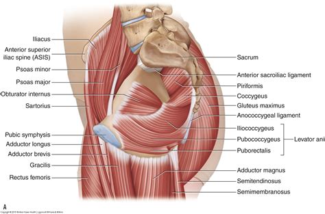 Muscles of the Pelvis