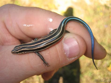 Common Five-Lined Skink (Plestiodon fasciatus) - Psychotic Nature