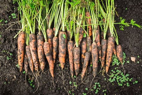 Harvesting Carrots on the Farm Stock Photo - Image of agriculture ...