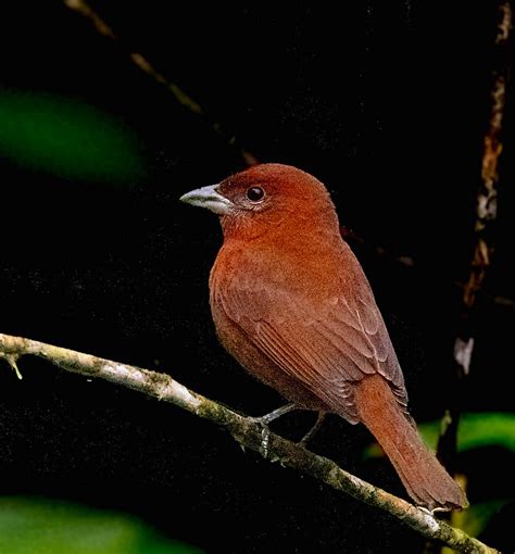 Hepatic Tanager (male) | BirdForum