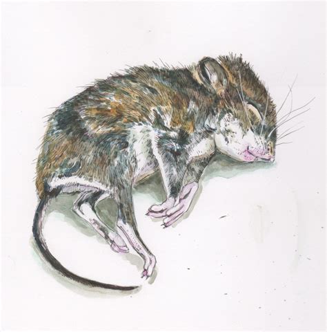 Painting : "Sleeping Mouse" (Original art by Kristin Gjerdset)