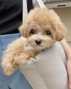 Maltipoo Colors | What Type of Coat Do Maltipoos Have?