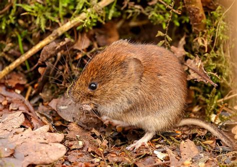 How to Get Rid of Voles in Your Yard and Garden | House Grail