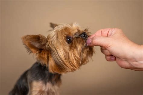 What Is The Best Homemade Food For Yorkies? Top Yorkie Recipes Revealed ...