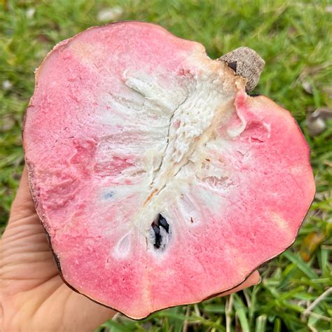 Red Custard Apple | Tree Amigos Growers