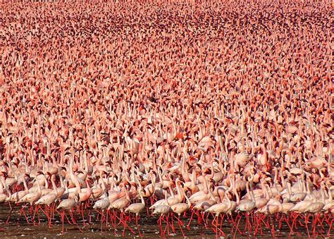 Millions of Pink Flamingos at Lake Nakuru