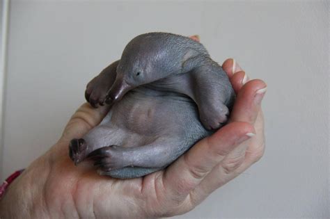 40 day old Spiny Ant-Eater | Echidna puggle, Baby platypus, Cute baby ...