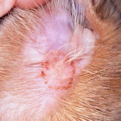 Ringworm In Dogs: How To Spot, Treat, And Prevent A-Z, 59% OFF