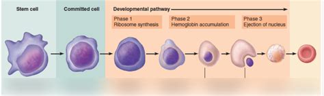 Erythropoiesis Diagram | Quizlet