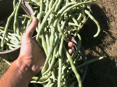 How to Grow Sweet and Tender Snap Beans - Eric's Organic Garden