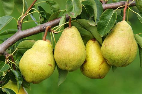 11 of the Best Fruiting Pear Varieties | Gardener’s Path