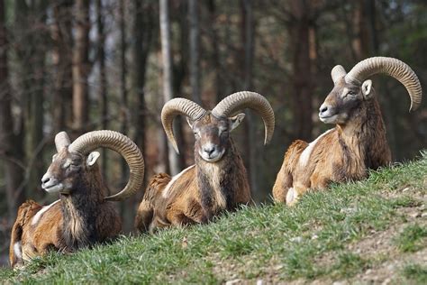 CUADERNO DE CAMPO del Treparriscos: Muflones en la Sierra de Guadarrama