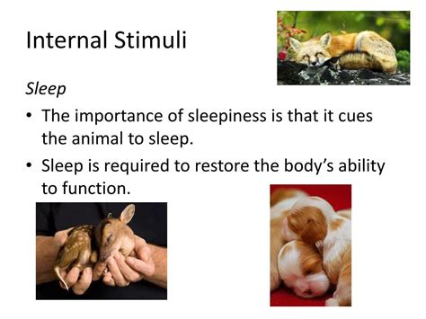 PPT - Internal Stimuli & Learned & Inherited Behaviors PowerPoint ...