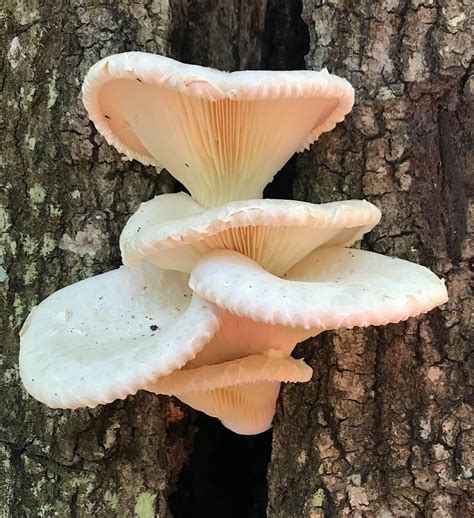 Oyster Mushrooms - Eat The Weeds and other things, too