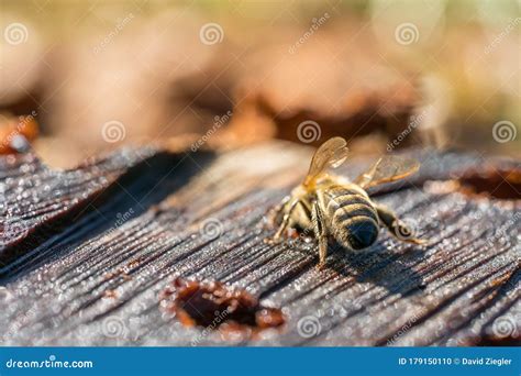 Honey Bee Macro Photography Stock Photo - Image of honey, nature: 179150110