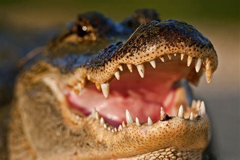 crocodile, Closeup, Teeth, Animals