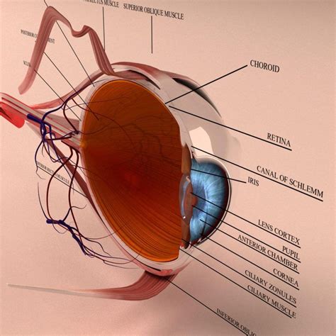 Human Eye Anatomy 3D Model Cross Section