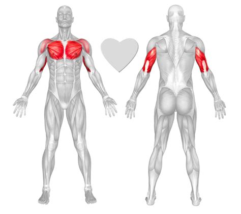 Pectoralis major Exercises & Workouts - FreeTrainers.com