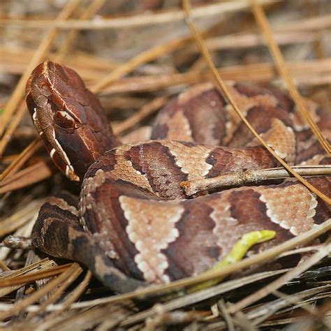 Cottonmouth and Water Moccasin Snakes - Virginia Snake Removal