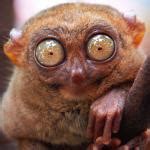 tarsier Meme Generator - Imgflip