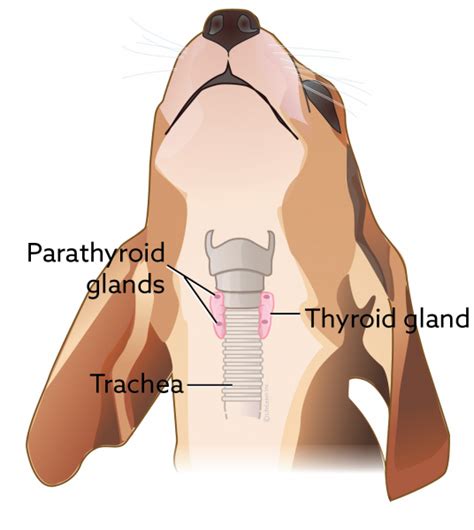 Where Is The Thyroid Gland Located In A Dog