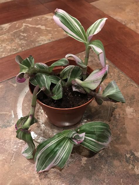 Plant newbie. Received my nanouk through the mail - is this salvageable ...