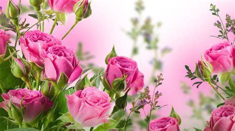 Pink rose flowers, garden #Pink #Rose #Flowers #Garden #4K #wallpaper # ...