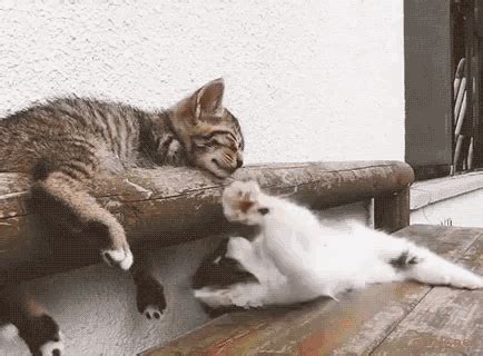 Cats Fail GIF - Cats Cat Fail - Discover & Share GIFs