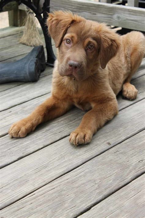 Chocolate Lab And Golden Retriever Mix Information | PETSIDI