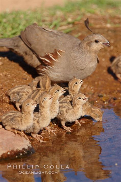 Gambel's quail, chicks and female, Callipepla gambelii photo, Amado ...