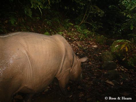 Second Borneo rhino caught on camera | WWF