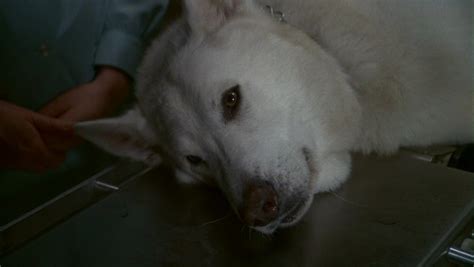 White Dog Review :: Criterion Forum